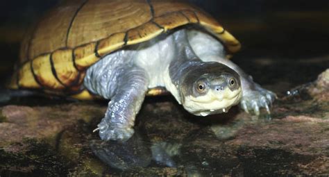 Mud Turtle - Learn About Nature