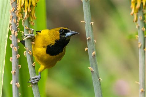 Jamaican Oriole (Icterus leucopteryx) I photo - Easton Rankine photos at pbase.com