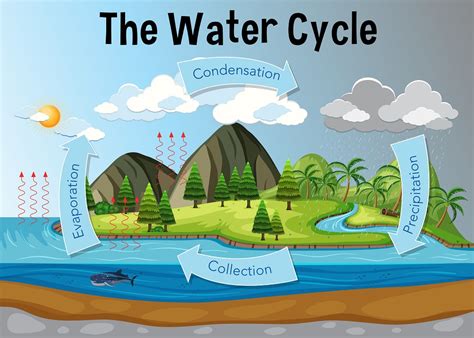 Bilingual Year 4: Water cycle (UNIT 3)