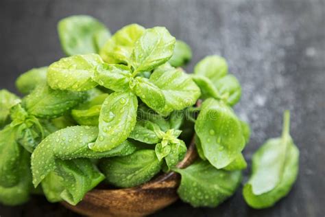 Fresh Aromatic Basil Herb stock image. Image of flavoring - 55106103