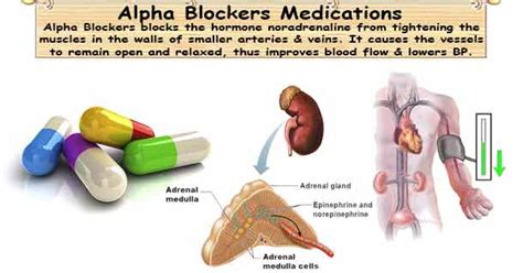 Alpha Blockers Medications for Hypertension