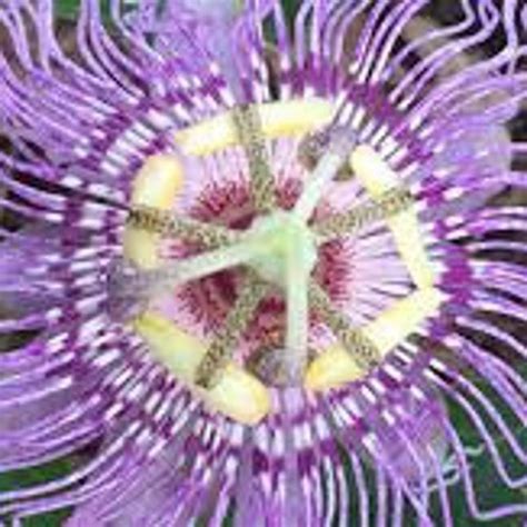 Passion Flower Seeds - Etsy