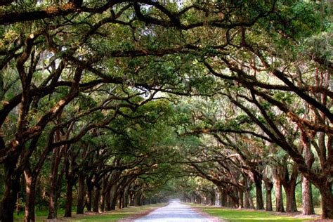 Things to do in Sandfly / Isle of Hope: Savannah, GA Travel Guide by 10Best