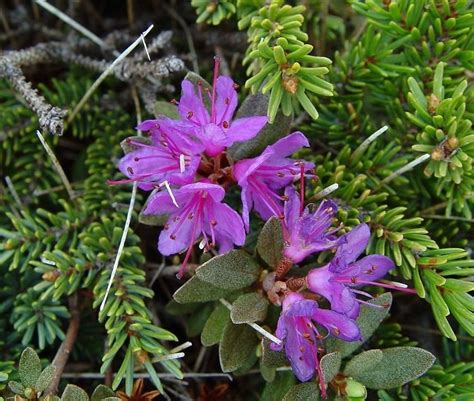 Rhododendron lapponicum - Alchetron, the free social encyclopedia