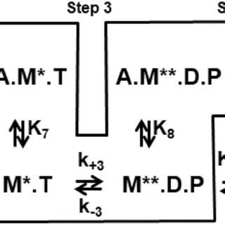 Basal myosin ATPase activity, [myosin] = 3.3 μM, [ATP] = 5 mM. Circles,... | Download Scientific ...