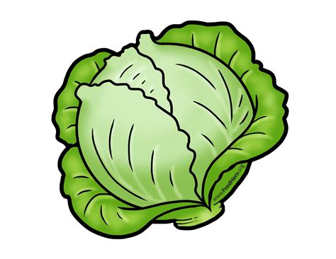 Cabbage illustration #illustration #cabbage | Vegetable cartoon ...