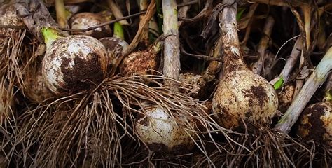 Start Planting Your Own Garlic Bulbs!