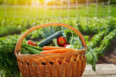 Various Vegetables in Wicker Basket Stock Image - Image of harvest, garden: 100719593