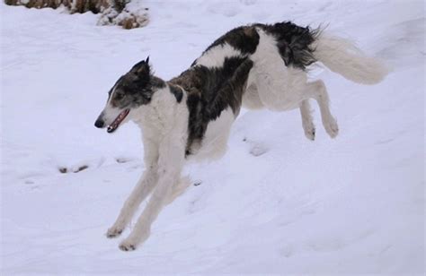 z- Borzoi, 1, Running, Snow, Lf (1) | Borzoi dog, Borzoi, Dog poses