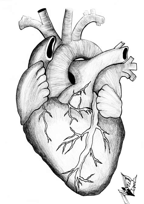 Anatomical Heart Drawing at GetDrawings | Free download