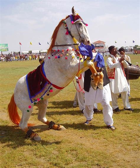 Dancing Horse | Horse dance, Marwari horses, Horses