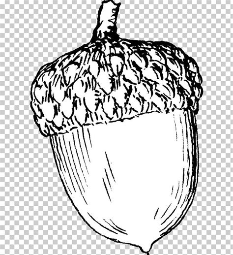 Acorn Drawing PNG, Clipart, Acorn, Acorn Squash, Art, Artwork, Black And White Free PNG Download