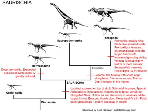 Marginocephalia - JungleKey.fr Image