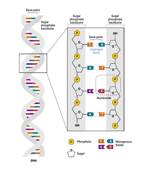 The Structure of DNA | BioRender Science Templates