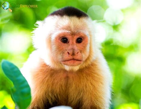 Albino Monkeys | Rare Genetic Anomaly In Monkeys | BioExplorer