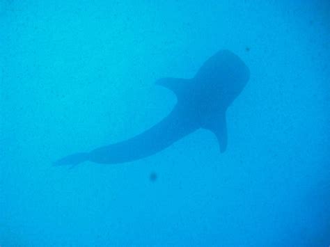 Whale Shark Silhouette [IMAGE] | EurekAlert! Science News Releases