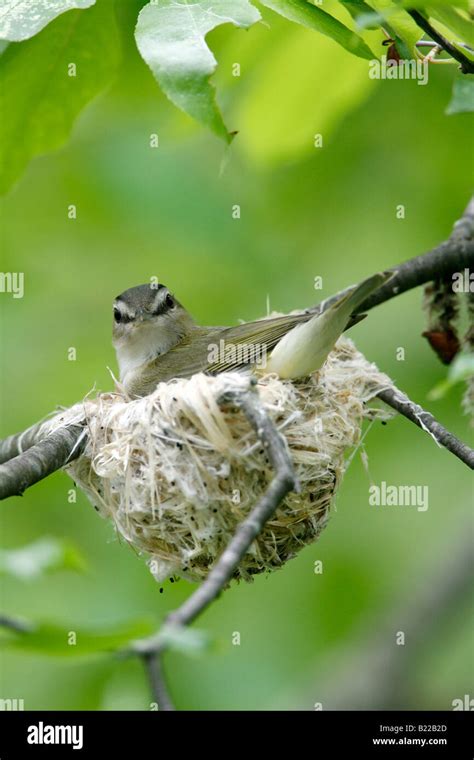 Red eyed vireo nest hi-res stock photography and images - Alamy