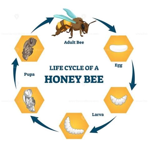 Life cycle of a honey bee vector illustration - VectorMine