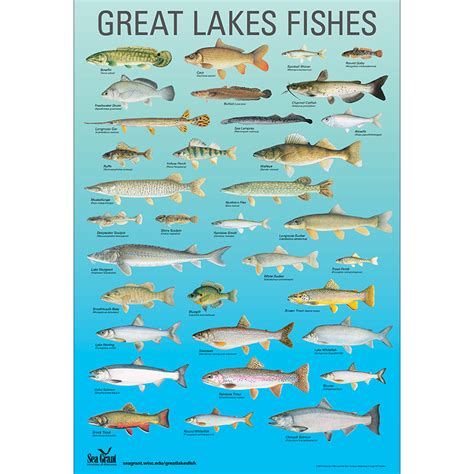 Great Lakes Fishes Poster 2014 – Publications | Great lakes, Lake, Fish