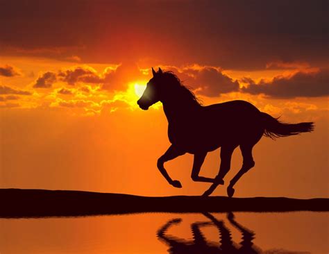 bigstock-Horse-running-during-sunset-wi-46803232 – Zero to Infinitude