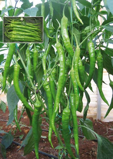 Long Green Pepper | Siling Haba - Bell pepper as known as Sweet pepper