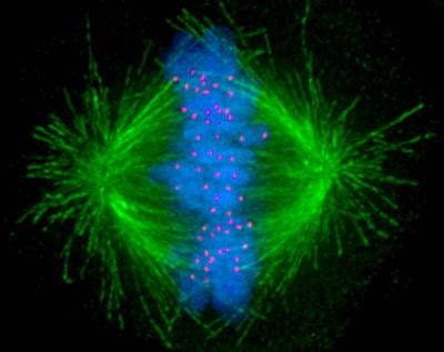 How Errors in Divvying Up Chromosomes Lead to Defects in Cells – Biomedical Beat Blog – National ...