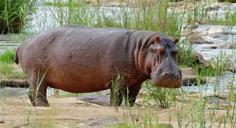 Hippopotamus - The Amazing Facts About The River Horse!!