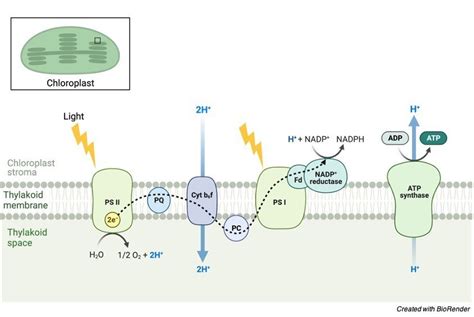 Chemiosmosis: Definition, Mechanism, and Function