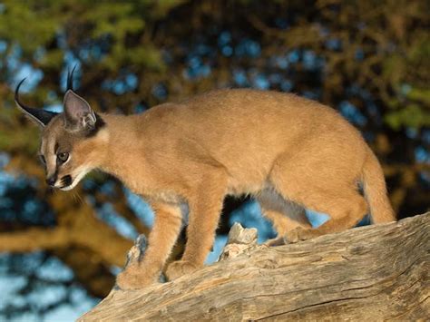 Trophy Hunting the Caracal in South Africa - ASH Adventures