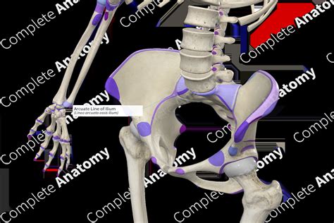 Arcuate Line of Ilium | Complete Anatomy