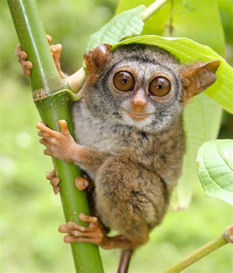 Critically Endangered. Siau Island Tarsier (Tarsius tumpara) - inhabits ...