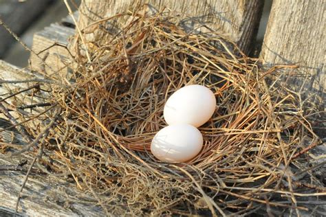 Two Mourning Dove Eggs in the Nest | Two Mourning Dove eggs … | Flickr