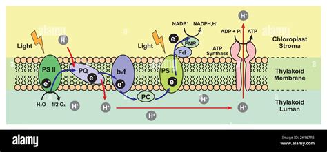 Fotosistemi 1 E 2 Nella Fotosintesi