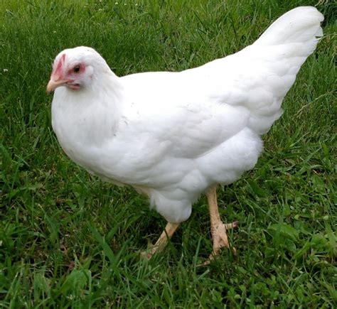 what breed is this white chicken? | BackYard Chickens - Learn How to Raise Chickens