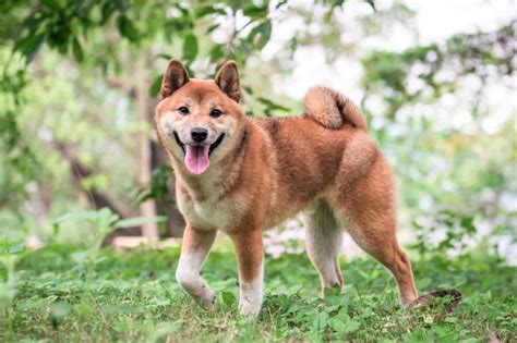 10 Best Shiba Inu Rescues for Adoption (2024): Our Top 10 Picks!