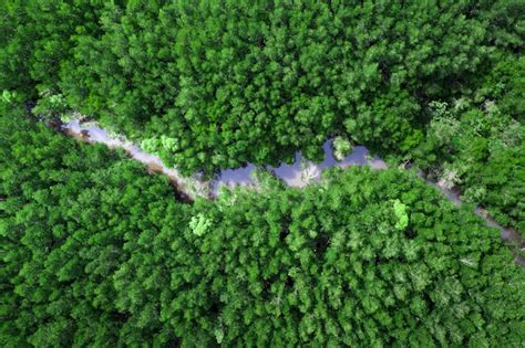 Premium Photo | Mangrove forest aerial view