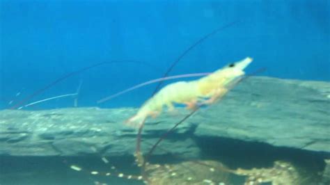 Prawns and Lobsters Swimming in a Tank - YouTube