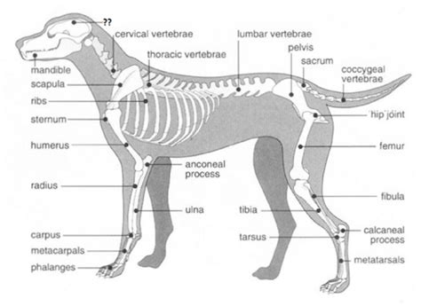 Dog Skeletal Anatomy Flashcards | Quizlet