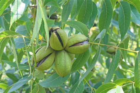 when do pecan trees lose their leaves