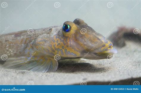 Bright Blue-eyed Bottom Feeder Fish, Northern Ireland Stock Image ...