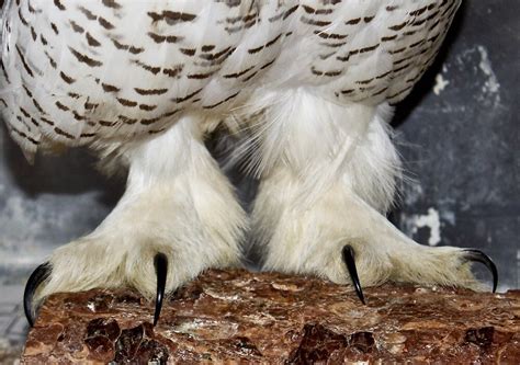 "Snowy White Owl Feet" by GenuineGemini | Redbubble