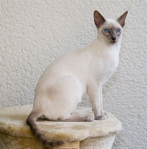 Pedigree Cat Breeds - The Siamese Cat - Cat-Opedia