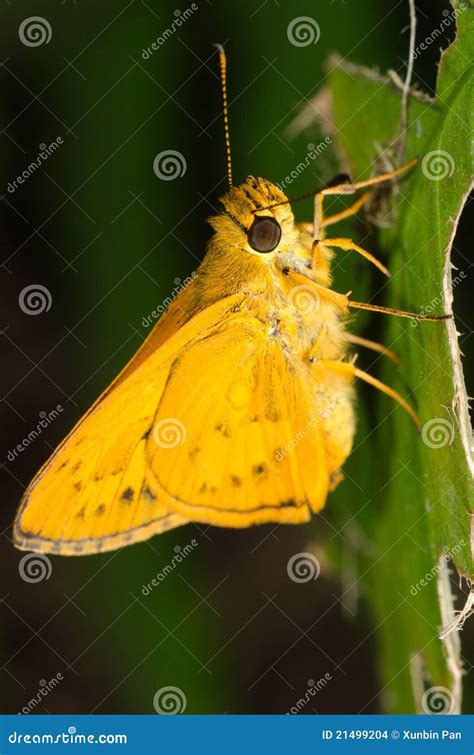 Skipper Butterfly Royalty-Free Stock Photo | CartoonDealer.com #34774467