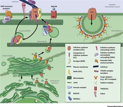 Cellulose Synthesis – Central Components and Their Evolutionary ...