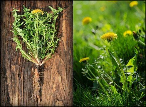 Dandelion Root Tea – Side Effects You May Need To Know