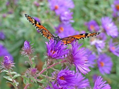 Some Prairie Garden Favorites - Dyck Arboretum