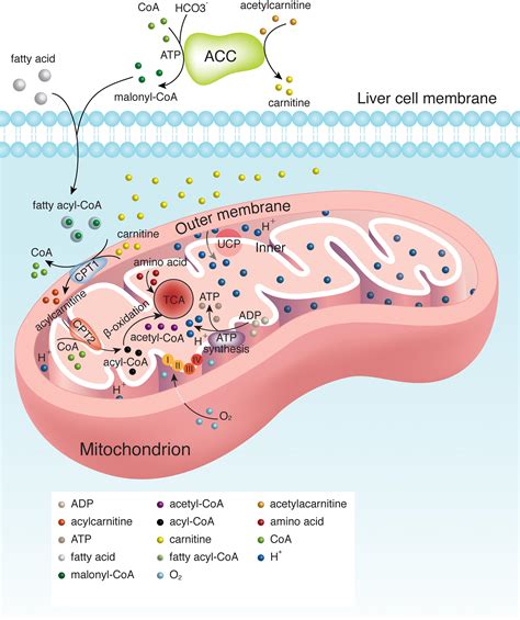 Nonalcoholic Lipid Accumulation and Hepatocyte Malignant Transformation