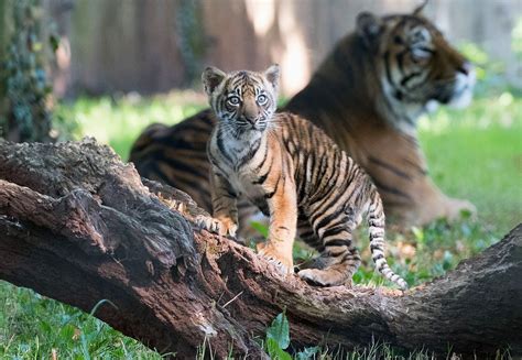 Tiger cub debut at Paignton Zoo - We Are South Devon