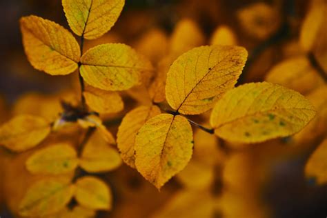 Yellow Autumn Leaves · Free Stock Photo