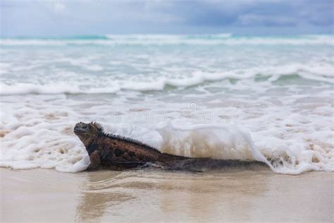 283 Tortuga Island Wildlife Stock Photos - Free & Royalty-Free Stock ...